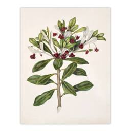 Artery8 Sarah Featon Framed Wall Art Print New Zealand Kohuhu & Karo Plant in Beige - Size: A4 - thumbnail 3