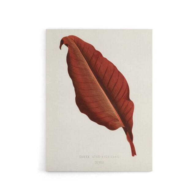 "Artery8 Canna Botany Red Leaf Shirley Hibberd Vintage Canvas Wall Art in White - Size: W18"" x H24""" - image 1