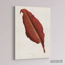 "Artery8 Canna Botany Red Leaf Shirley Hibberd Vintage Canvas Wall Art in White - Size: W18"" x H24""" - thumbnail 2