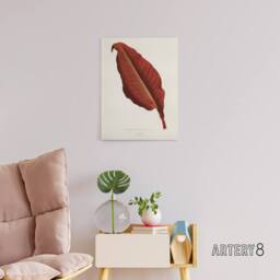 "Artery8 Canna Botany Red Leaf Shirley Hibberd Vintage Canvas Wall Art in White - Size: W18"" x H24""" - thumbnail 3