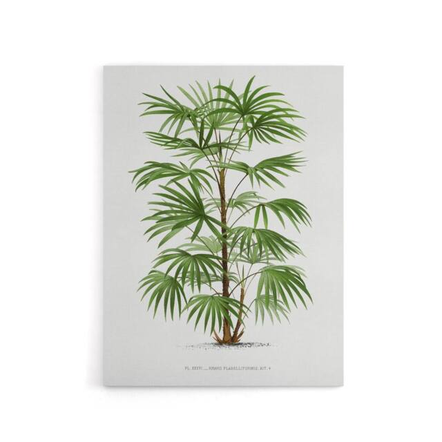 "Artery8 Rhapis Flabelliformis Palm Tree Kerchove Canvas Wall Art Print in White - Size: W12"" x H16""" - image 1