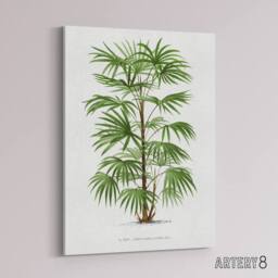 "Artery8 Rhapis Flabelliformis Palm Tree Kerchove Canvas Wall Art Print in White - Size: W12"" x H16""" - thumbnail 2