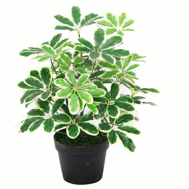 Leaf Artificial Arboricola Plant Umbrella Tree Black Plastic Pot 55cm Light Plant Botanik in Green - image 1