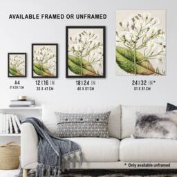 Artery8 New Zealand Brachyglottis Hectorii Daisies Featon Framed Art Print in Beige - Size: A4 - thumbnail 3