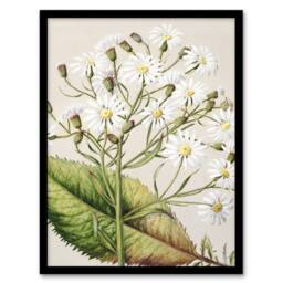 Artery8 New Zealand Brachyglottis Hectorii Daisies Featon Framed Art Print in Beige - Size: A4 - thumbnail 1