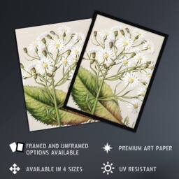 Artery8 New Zealand Brachyglottis Hectorii Daisies Featon Framed Art Print in Beige - Size: A4 - thumbnail 2
