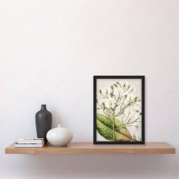 Artery8 New Zealand Brachyglottis Hectorii Daisies Featon Framed Art Print in Beige - Size: A4 - thumbnail 4