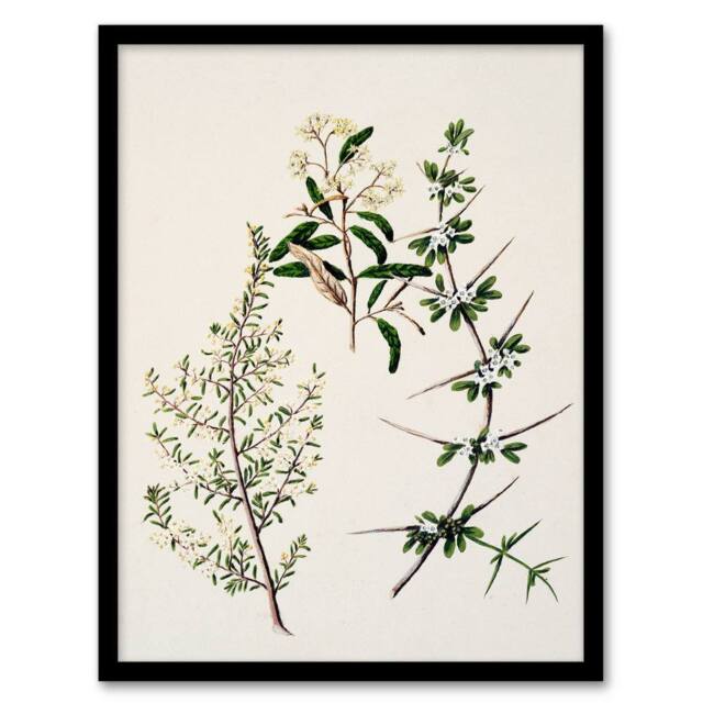 Artery8 Sarah Featon Framed Wall Art New Zealand Pomaderris Edgerleyi Plant in Beige - Size: A4 - image 1