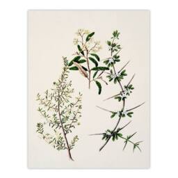 Artery8 Sarah Featon Framed Wall Art New Zealand Pomaderris Edgerleyi Plant in Beige - Size: A4 - thumbnail 3