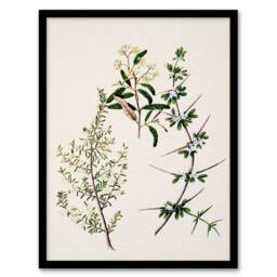 Artery8 Sarah Featon Framed Wall Art New Zealand Pomaderris Edgerleyi Plant in Beige - Size: A4 - thumbnail 1