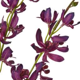 Lemon Pavilion Furniture and Decor Cymbidium Spray (Single Stem Flower) - L10 x W24 x H95 cm - Purple - thumbnail 2