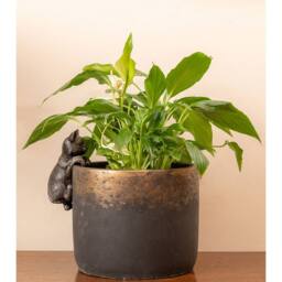 Jardinopia Cat Plant Pot Hanger - L11.5 x W5 x H5.5 cm in Bronze - thumbnail 3