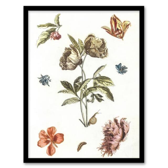 Artery8 Flowers Snail & a Caterpillar Johan Teyler Framed Wall Art Print in White - Size: A4 - image 1