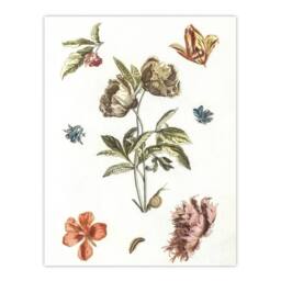 Artery8 Flowers Snail & a Caterpillar Johan Teyler Framed Wall Art Print in White - Size: A4 - thumbnail 3