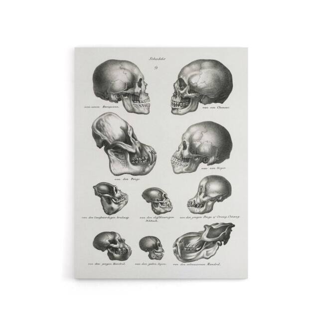 "Artery8 Human Monkey & Ape Skulls Visser Vintage Canvas Wall Art in White - Size: W18"" x H24""" - image 1