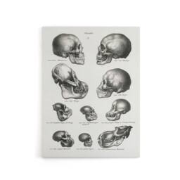 "Artery8 Human Monkey & Ape Skulls Visser Vintage Canvas Wall Art in White - Size: W18"" x H24""" - thumbnail 1