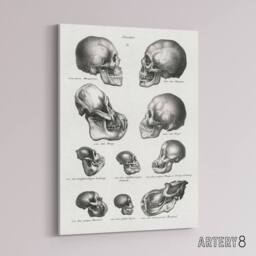 "Artery8 Human Monkey & Ape Skulls Visser Vintage Canvas Wall Art in White - Size: W18"" x H24""" - thumbnail 2