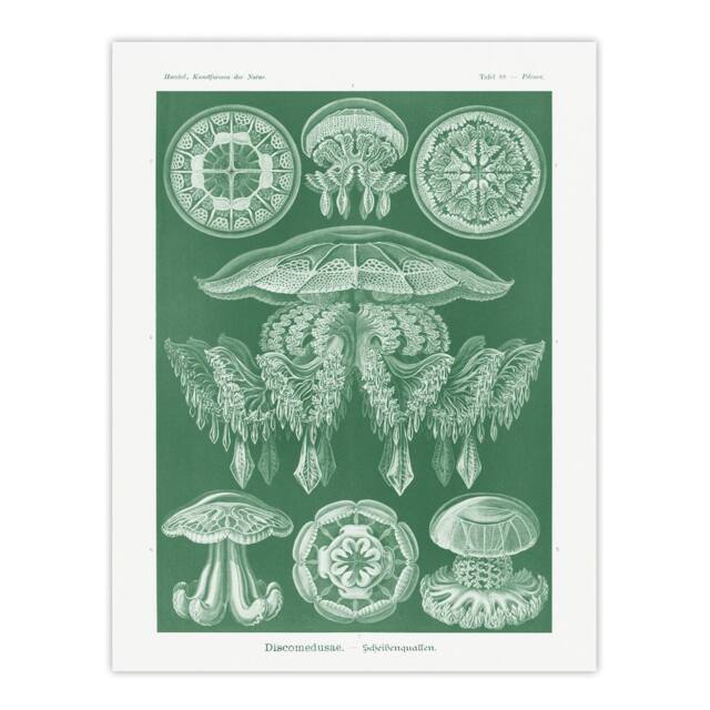 "Artery8 Discomedusae Jellyfish Species Haeckel Botanical Wall Art Print Poster in Green - Size: W12"" x H16""" - image 1