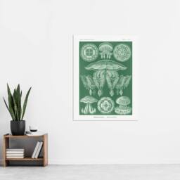 "Artery8 Discomedusae Jellyfish Species Haeckel Botanical Wall Art Print Poster in Green - Size: W12"" x H16""" - thumbnail 4
