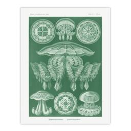 "Artery8 Discomedusae Jellyfish Species Haeckel Botanical Wall Art Print Poster in Green - Size: W12"" x H16""" - thumbnail 1