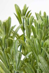 Homescapes Artificial Rosemary Plant in Decorative Pot in Terracotta - thumbnail 5