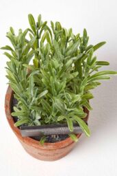 Homescapes Artificial Rosemary Plant in Decorative Pot in Terracotta - thumbnail 2