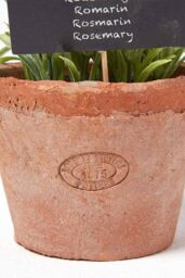 Homescapes Artificial Rosemary Plant in Decorative Pot in Terracotta - thumbnail 3