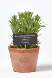 Homescapes Artificial Rosemary Plant in Decorative Pot in Terracotta - thumbnail 1