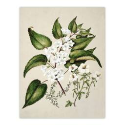"Artery8 Hibiscus & Saltmarsh Ribbonwood Flowers Featon Wall Art Poster Print in Beige - Size: W12"" x H16""" - thumbnail 1