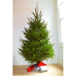 Clifton Premier Spruce Christmas Tree - Fresh Cut Norway Spruce - 1.5m to 1.75m (5 - 6ft) in Green