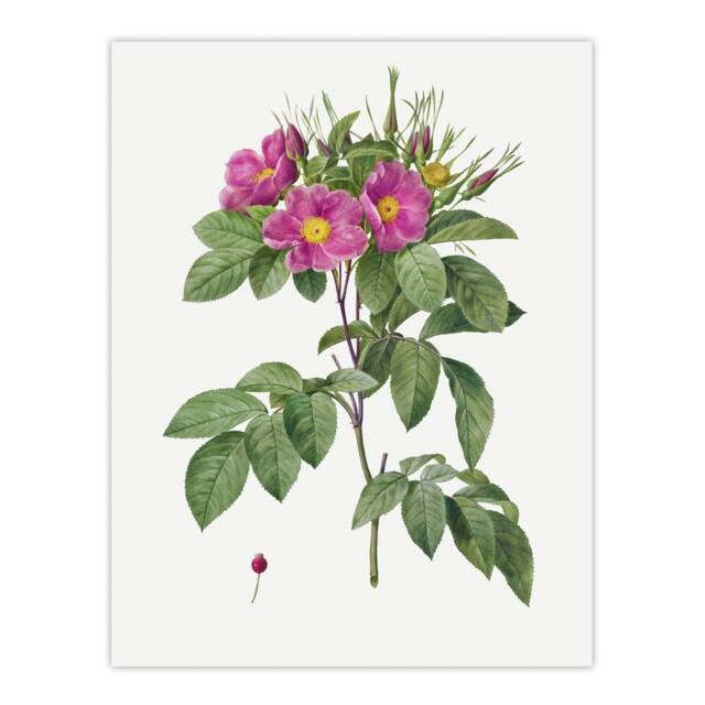 "Artery8 Carolina Rose Illustration Redoute Vintage Wall Art Print Poster in White - Size: W12"" x H16""" - image 1