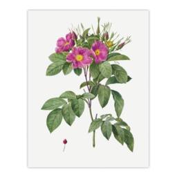 "Artery8 Carolina Rose Illustration Redoute Vintage Wall Art Print Poster in White - Size: W12"" x H16""" - thumbnail 1