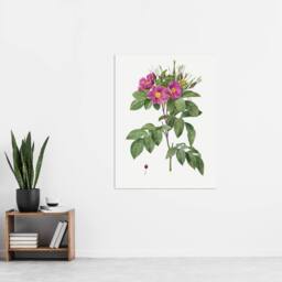 "Artery8 Carolina Rose Illustration Redoute Vintage Wall Art Print Poster in White - Size: W12"" x H16""" - thumbnail 4