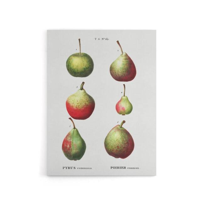 "Artery8 Pear Fruit Varieties Redoute Vintage Canvas Wall Art in White - Size: W18"" x H24""" - image 1
