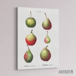 "Artery8 Pear Fruit Varieties Redoute Vintage Canvas Wall Art in White - Size: W18"" x H24""" - thumbnail 2