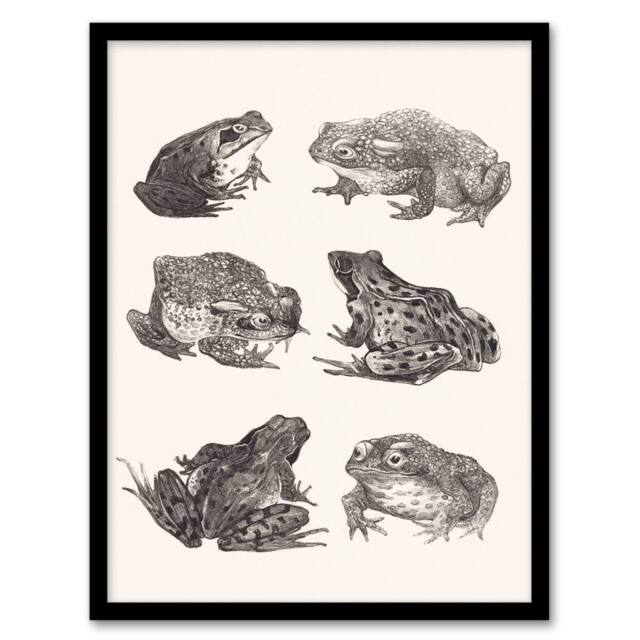 Artery8 Theo van Hoytema Framed Wall Art Six Frogs & Toads Pencil Drawing in White - Size: A4 - image 1