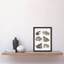 Artery8 Theo van Hoytema Framed Wall Art Six Frogs & Toads Pencil Drawing in White - Size: A4 - thumbnail 2