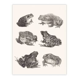 Artery8 Theo van Hoytema Framed Wall Art Six Frogs & Toads Pencil Drawing in White - Size: A4 - thumbnail 3