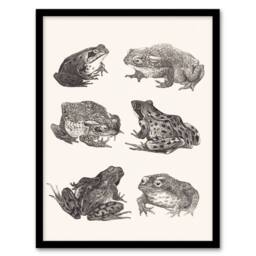 Artery8 Theo van Hoytema Framed Wall Art Six Frogs & Toads Pencil Drawing in White - Size: A4 - thumbnail 1