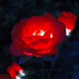 Havendro Red Solar Power LED 5 Head Rose Flower Stake Lights Garden - thumbnail 3