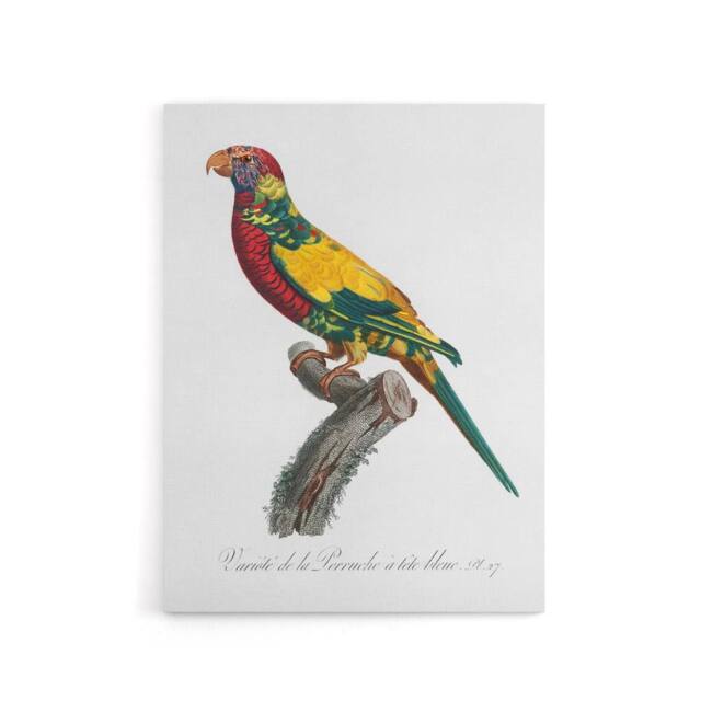 "Artery8 The Rainbow Lorikeet Parrot Levaillant Canvas Wall Art Print in White - Size: W12"" x H16""" - image 1