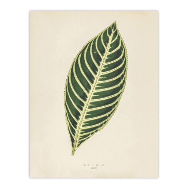 "Artery8 Vintage Botanical Tiger Plant Leaf Fawcett Wall Art Poster Print in Beige - Size: W18"" x H24""" - image 1