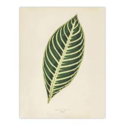"Artery8 Vintage Botanical Tiger Plant Leaf Fawcett Wall Art Poster Print in Beige - Size: W18"" x H24""" - thumbnail 1