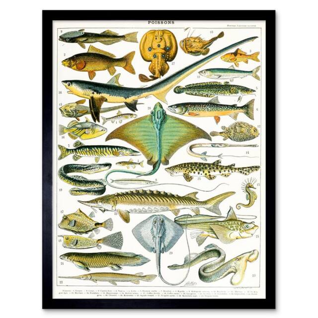 "Artery8 Millot Encyclopedia Page Sea Fish Variety 12x16"" Framed Wall Art Print - Size: W12"" x H16""" - image 1