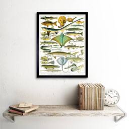 "Artery8 Millot Encyclopedia Page Sea Fish Variety 12x16"" Framed Wall Art Print - Size: W12"" x H16""" - thumbnail 2
