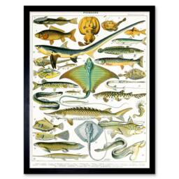 "Artery8 Millot Encyclopedia Page Sea Fish Variety 12x16"" Framed Wall Art Print - Size: W12"" x H16""" - thumbnail 1