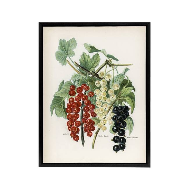 "Artery8 Black Naples Victoria White Dutch Currants Wright Framed Canvas Art - Size: W18"" x H24""" - image 1