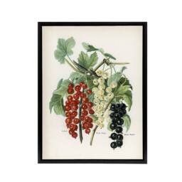"Artery8 Black Naples Victoria White Dutch Currants Wright Framed Canvas Art - Size: W18"" x H24""" - thumbnail 1