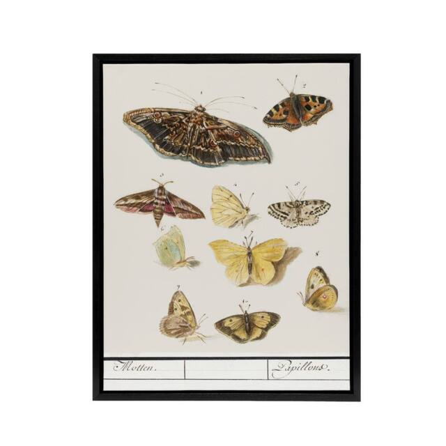 "Artery8 Butterflies & moths Anselmus de Boodt Framed Canvas Wall Art Print in White - Size: W12"" x H16""" - image 1