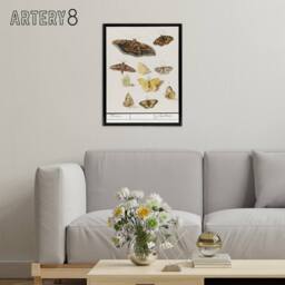 "Artery8 Butterflies & moths Anselmus de Boodt Framed Canvas Wall Art Print in White - Size: W12"" x H16""" - thumbnail 3